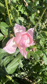 Четыре сыночка без лапочки дочки пока 128513;  - 91B32169-A24C-460F-89E8-B27A06C69915.jpeg