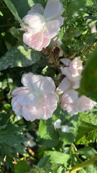 Четыре сыночка без лапочки дочки пока 128513;  - BE8A8090-6D7C-4EBD-A53C-02A6A4A7EA42.jpeg