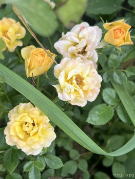 Четыре сыночка без лапочки дочки пока 128513;  - IMG_2855.jpeg