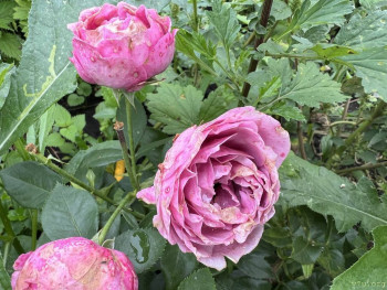 Четыре сыночка без лапочки дочки пока 128513;  - IMG_2854.jpeg