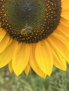 Четыре сыночка без лапочки дочки пока 128513;  - IMG_2861.jpeg