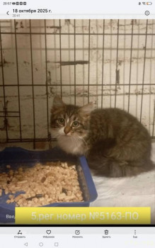 Наши любимые домашние питомцы - Screenshot_20251018_205739_com_hihonor_photos_GalleryMain.jpg