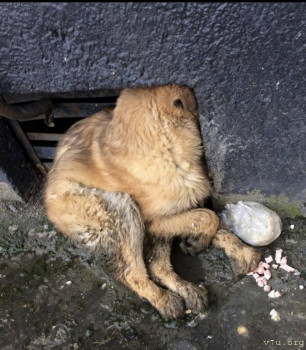 Берта, трехмесячный щенок, выкинутый из отлова после стерилизации.