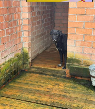 Вот в таких новых вольерах зимуют собаки в московском приюте. Волонтёрам с сеном и опилками пробиться очень трудно.