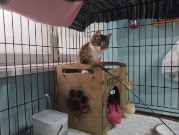 Наши любимые домашние питомцы - IMG_20251027_153433_609.jpg