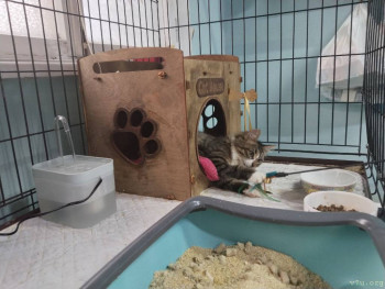 Наши любимые домашние питомцы - IMG_20251027_153436_280.jpg