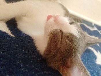 Наши любимые домашние питомцы - IMG_20251024_152524_118.jpg