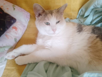 Наши любимые домашние питомцы - IMG_20251027_120023_408.jpg