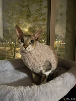 Наши любимые домашние питомцы - IMG-20251025-WA0080.jpg