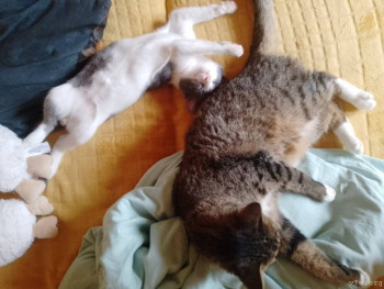 Наши любимые домашние питомцы - IMG_20251024_143207_334.jpg