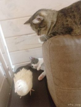 Наши любимые домашние питомцы - IMG_20251017_224709_324.jpg