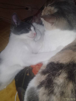 Наши любимые домашние питомцы - IMG_20251022_013823_556.jpg