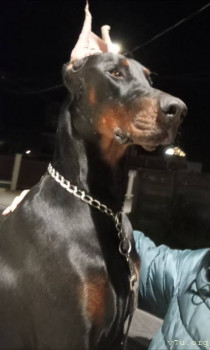 Наши любимые домашние питомцы - upload_2025_10_28_07_55_28_308.jpg