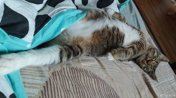 Наши любимые домашние питомцы - IMG_20251028_080156.jpg