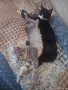 Наши любимые домашние питомцы - 20251025_160926.jpg