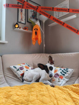 Второй раз в ту же реку  - IMG_20251105_195631_748.jpg