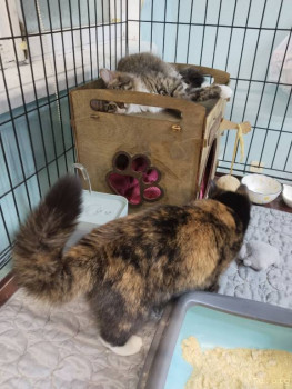 Бусинка в гостях у Варежки