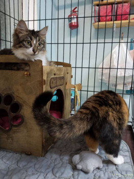 Варюша и Буся