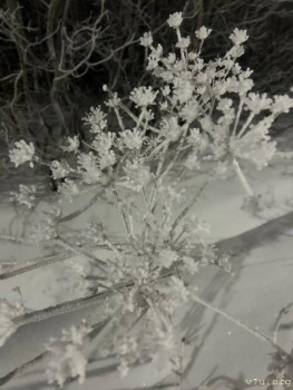 И снова про Белку  - IMG-20251120-WA0002.jpg