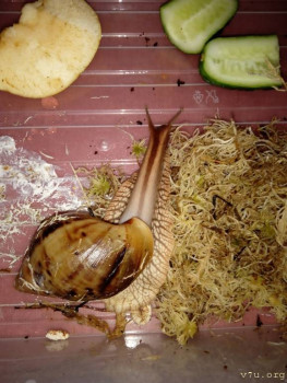 Наши любимые домашние питомцы - IMG_20251124_195521.jpg