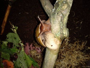 Наши любимые домашние питомцы - IMG_20251105_192844.jpg