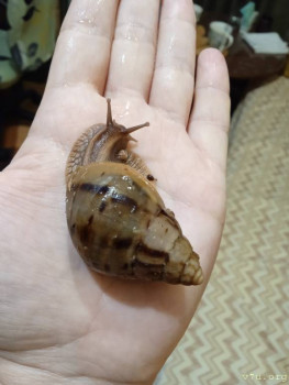 Наши любимые домашние питомцы - IMG_20251018_171745.jpg