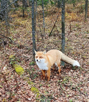 Даша, Дима и Виталик - Челябинская обл. - image.jpg