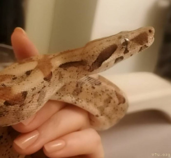 Обещала - показываю) вот такой питомец у нас живёт