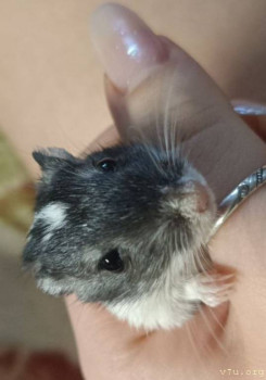 Наши любимые домашние питомцы - IMG_20251213_150841.jpg