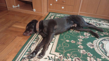 Наши любимые домашние питомцы - IMG-20251213-WA0005.jpeg