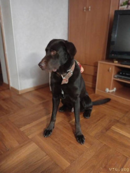 Наши любимые домашние питомцы - IMG_20251213_143517.jpg