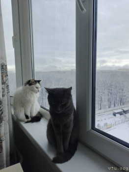 Зима, однако, кошечки любуются