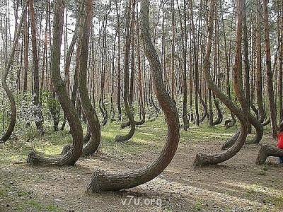 Удивительное рядом - Кривой лес в Польше.jpg