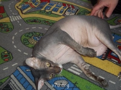 Наши любимые домашние питомцы - мы 110.jpg