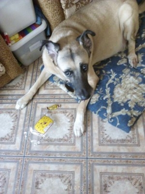 Это все, что осталось от пакета с конфетами. Сожрал с фантиками и не поперхнулся. Застукали. Боится, последнюю отнимут.