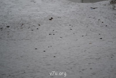 Выгул собак под окнами и на детской площадке, что делать? - DSC_0126.JPG