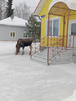 Розовые пони - IMG_20260211_111729.jpg