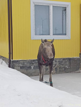 Розовые пони - IMG_20260211_111816.jpg