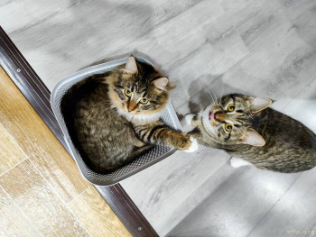 Наши любимые домашние питомцы - IMG_20260207_180104.jpg