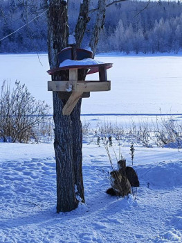Наши любимые домашние питомцы - IMG_20260212_141910.jpg