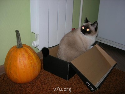 Наши любимые домашние питомцы - DSCN8379.JPG