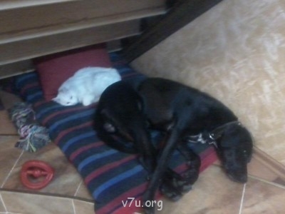 Наши любимые домашние питомцы - Фото0107.jpg