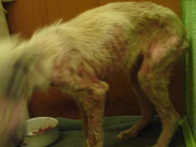 Вот такую мы подобрали собачку