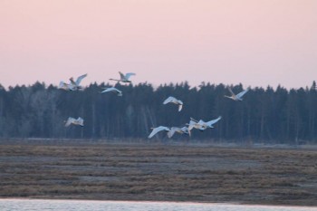 Природа наших мест - IMG_6436.JPG