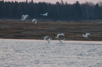 Природа наших мест - IMG_6437.JPG