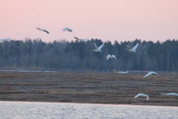 Природа наших мест - IMG_6438.JPG