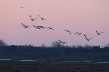 Природа наших мест - IMG_6439.JPG