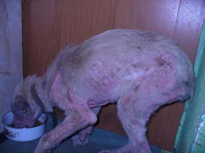 Да токого состаяния, истощения. Может довести только ЧЕЛОВЕК! На улице не одна собака не будет такой худой,больной может быть,но не ХУДОЙ. И ошейник у неё был,это о чём говарит?