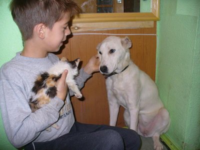 А вот спустя месяц,эта же собака!