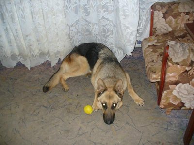 Сын подобрал,умолял оставить. Тоже кожа и кости были. Сейчас уже по лучше. Эту собаку оставели себе. Уж очень к детям она привязалась. Но в квартире с ней сложно очень,приходится терпеть её шерсть.